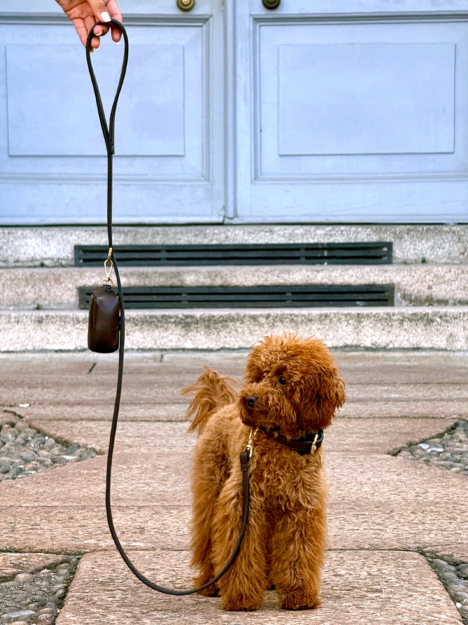 Set Collare, Guizaglio e Poop Bag Marrone