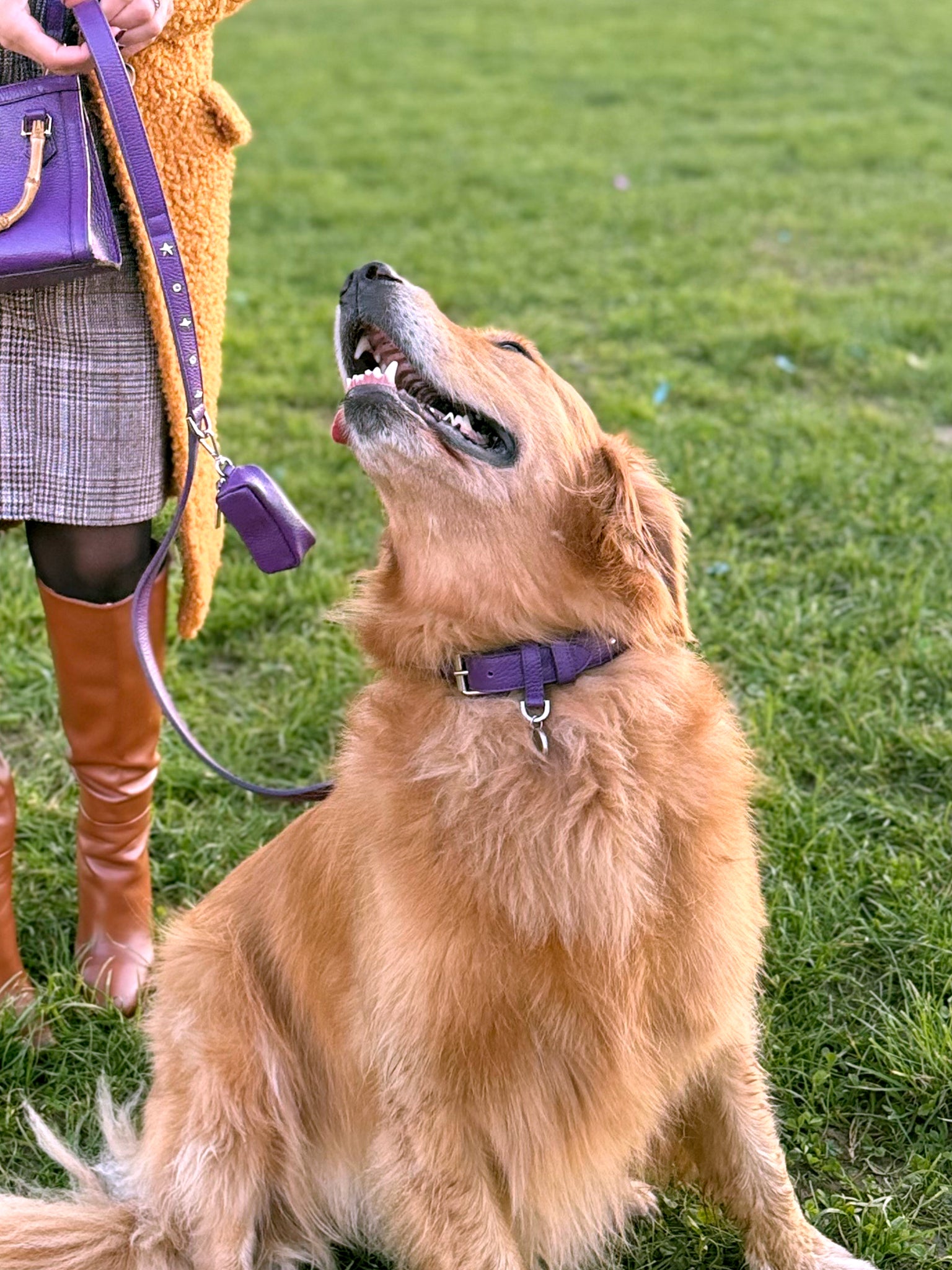 Collare per cani Viola con borchie