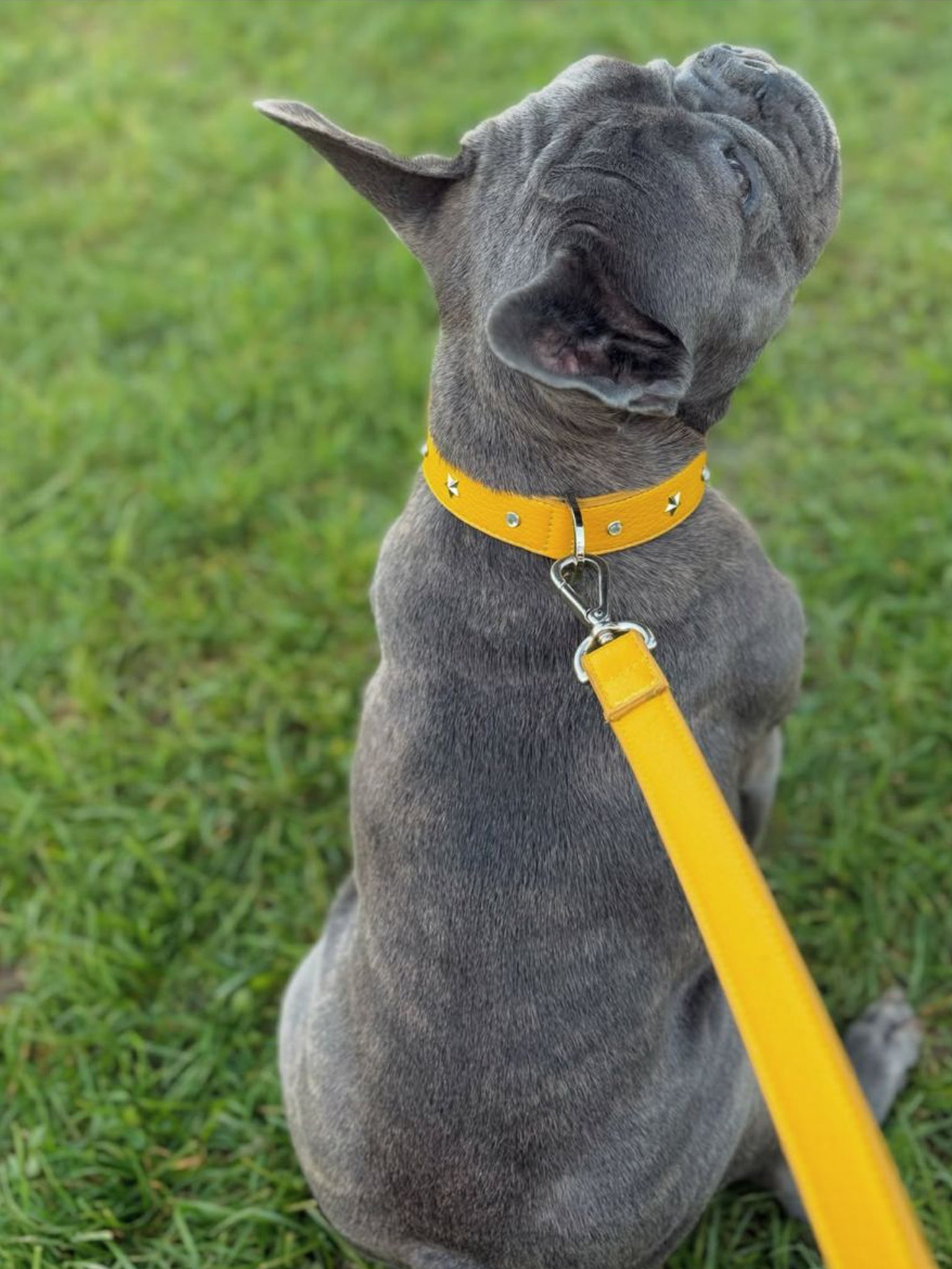 Collare per cani Giallo con borchie