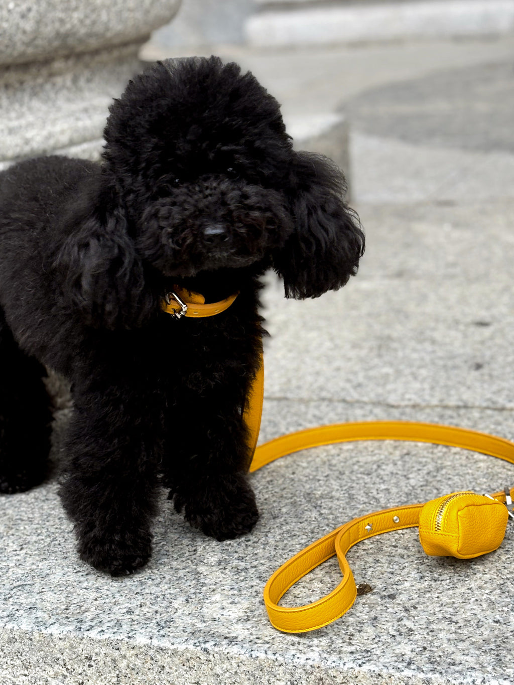 Guinzaglio per cani Giallo con borchie
