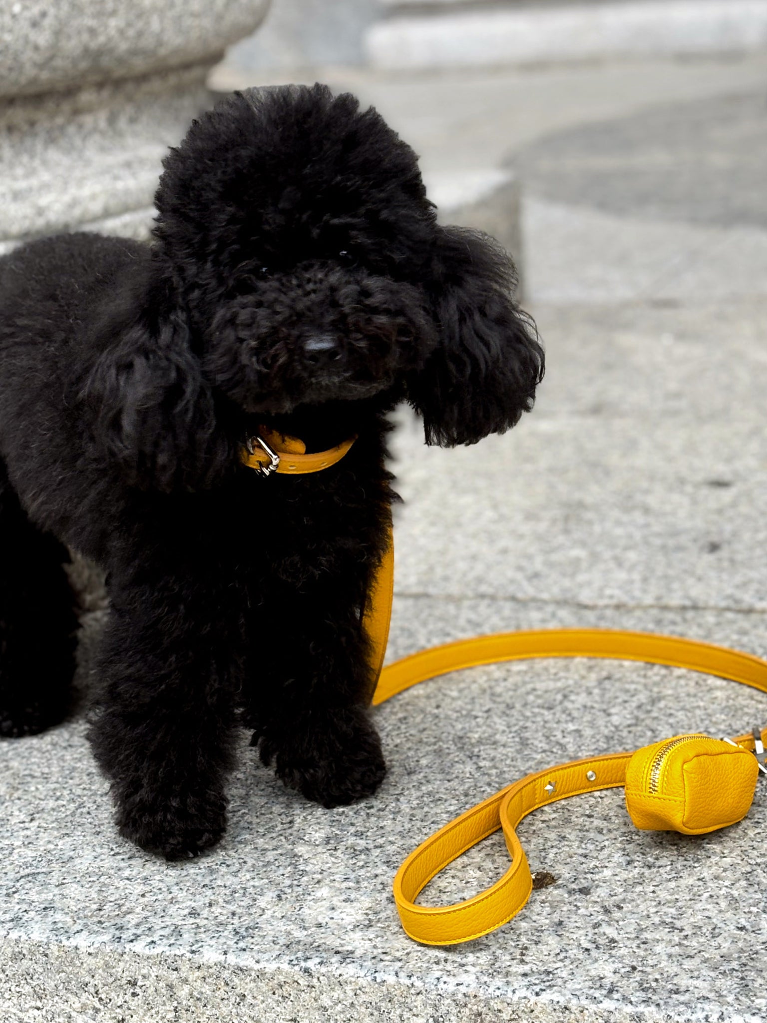 Guinzaglio per cani Giallo con borchie