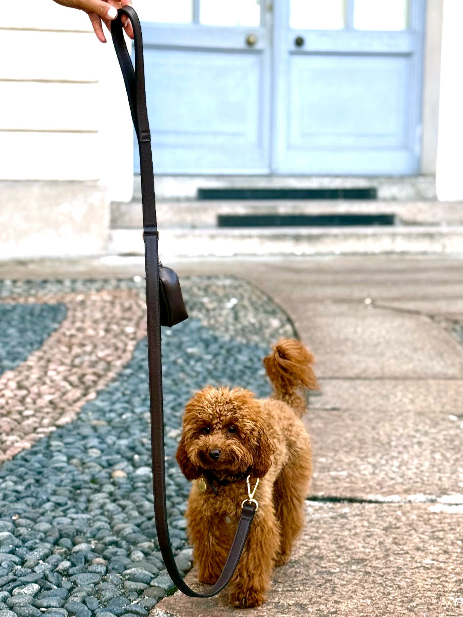 Guinzaglio per cani Marrone