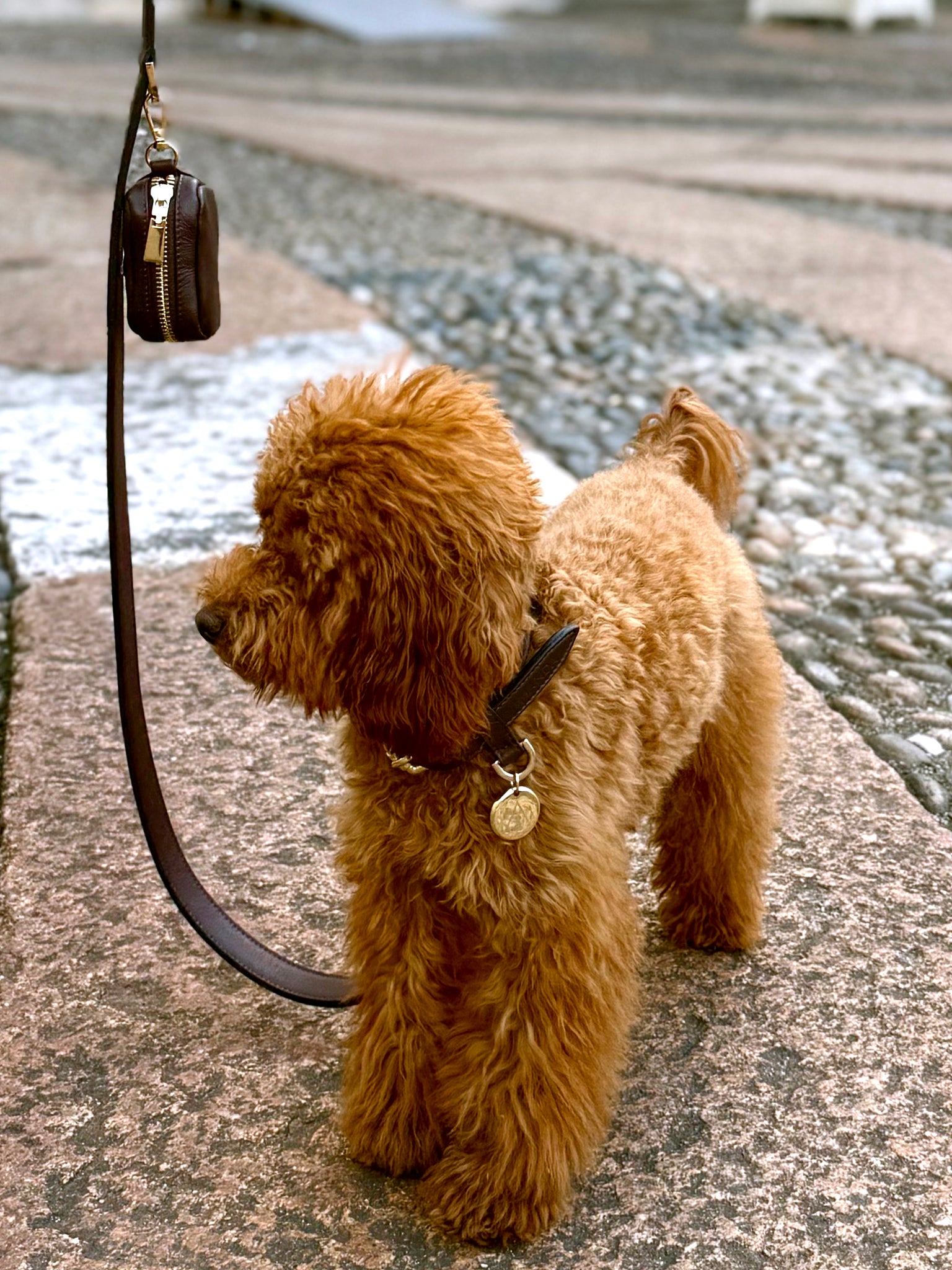 Collare per cani Marrone