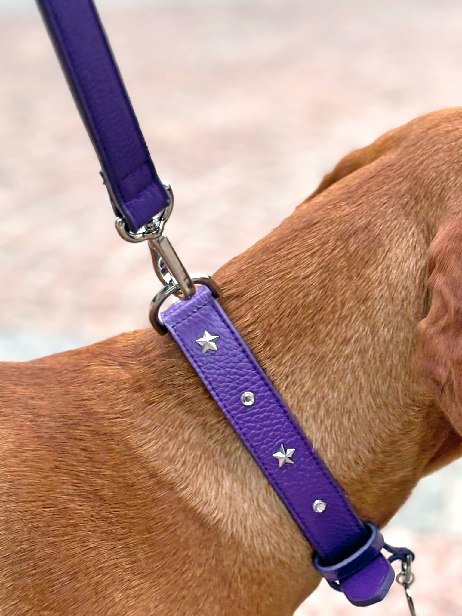 Set Collare, Guizaglio e Poop Bag Viola