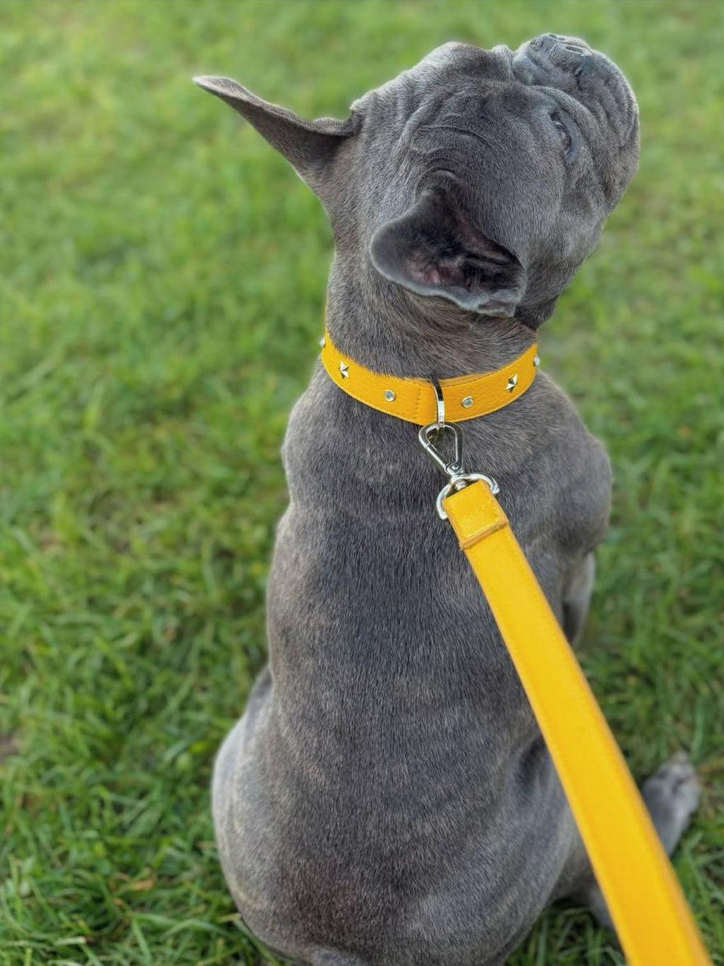 Collare per cani Giallo con borchie